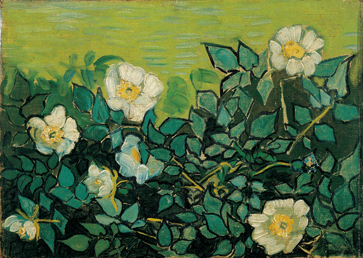  文森特·威廉·梵高  Vincent Willen Van Gogh ——野玫瑰 (April 1890 - May 1890)